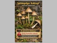 Spitzkegeliger Kahlkopf